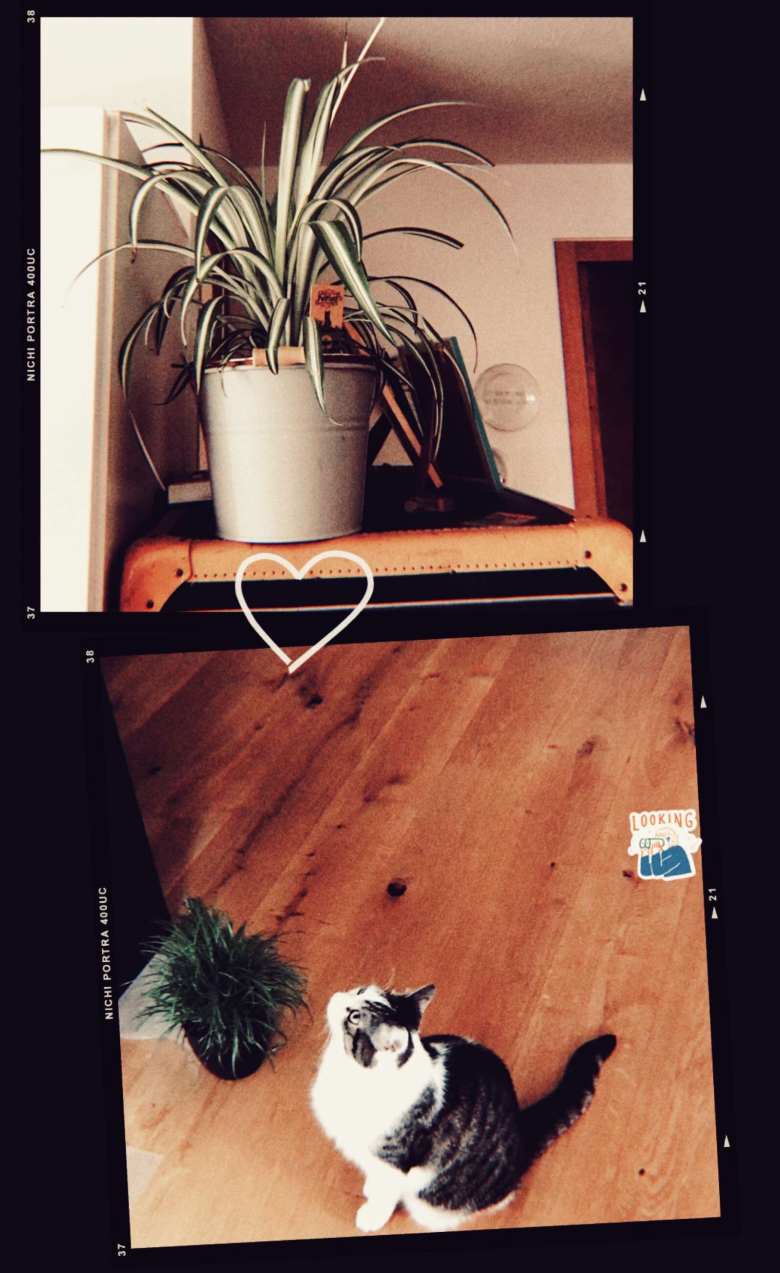 a collage of a cat staring longingly at a plant higher up