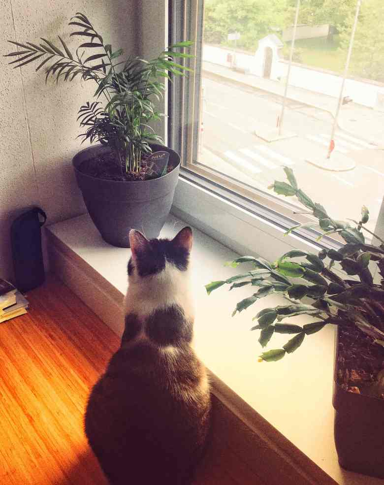 Katze sitzt von einer kleinen Bergpalme am Fensterbrett