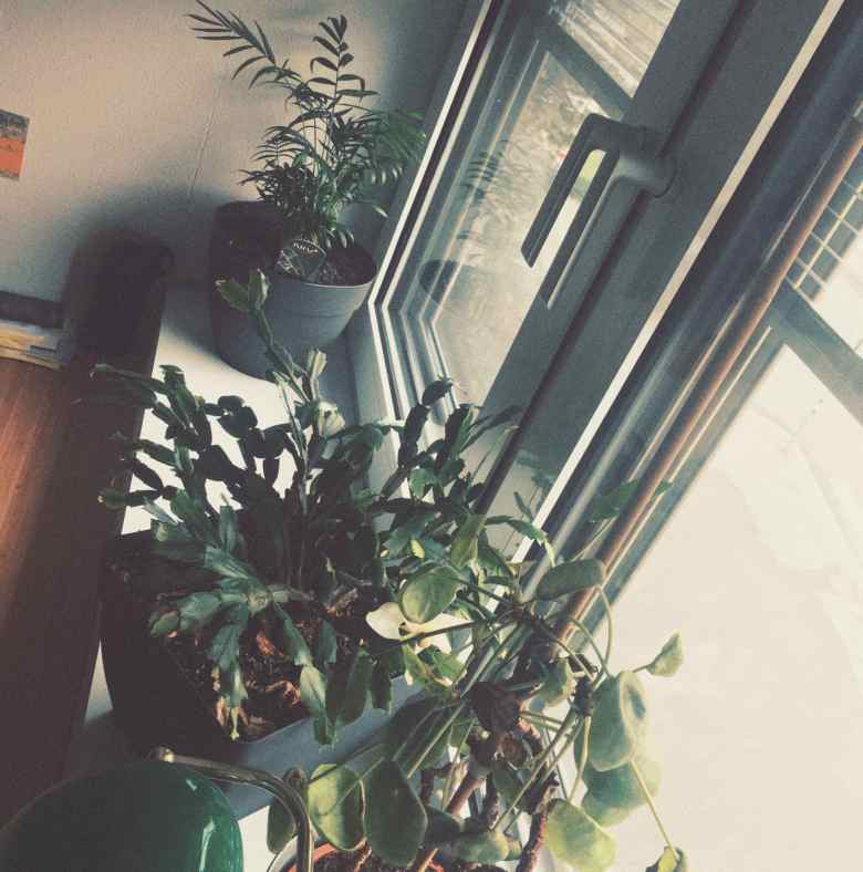 three plants on a windowsill