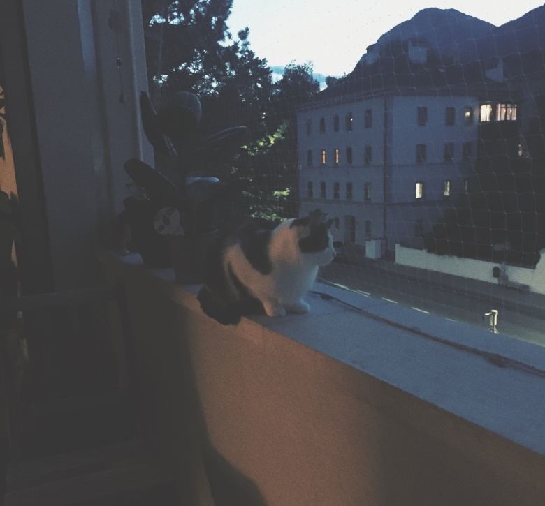 enjoying a lovely evening with my kitty on a balcony next to a street and a house in the evening during my low buy june