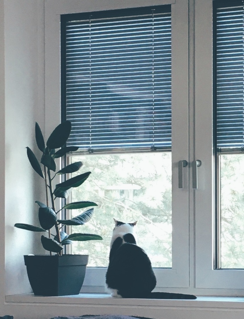 Katze sitzt am Fenster und schaut raus
