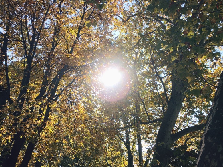 Gelebter Minimalismus: Statt shoppen mal Bäume in der Herbstsonne fotografiert